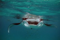 Manta ray outside Port Sudan, Sudan. Taken during some sn... by Rikard Andersson 